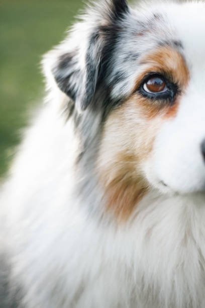 istock Close up portrait of a young Australian Shepherd 1865121981