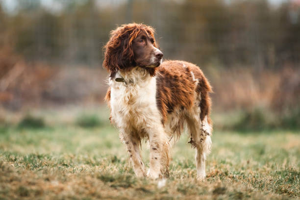 istock A long field spaniel stands in a grassy field waiting to hunt. 1865121996