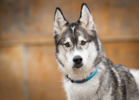 Beautiful young Huskey stares at camera against a rusty background