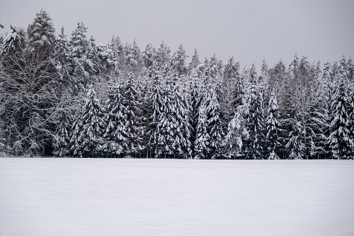 Winter forest in white snow. There is a lot of snow on pine branches in the forest. Beautiful winter forest with snow and Christmas trees.