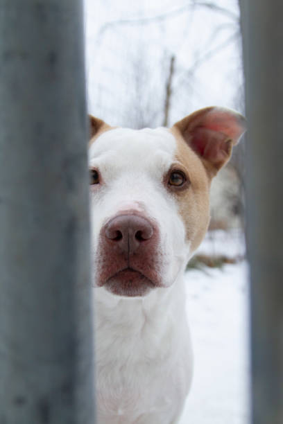 istock A shy pitbull peaks from behind a fence post. 1865123115