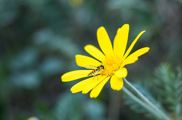 Hoverfly on yellow flower stock photo