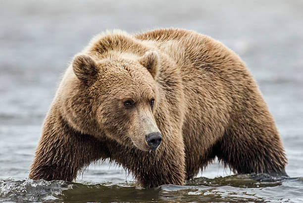istock Coastal Brown Bear Stalking Salmon 186512966