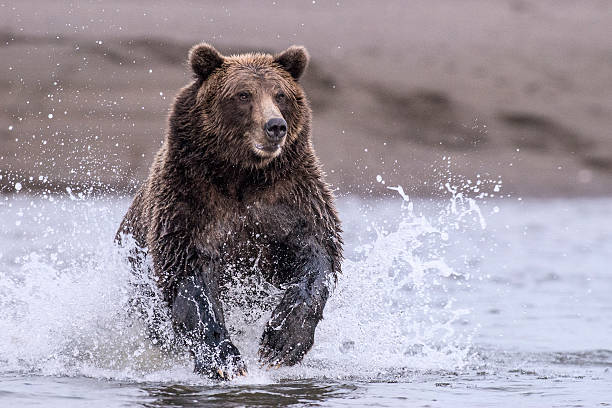 istock Coastal Brown Bear Splashing After Salmon 186513005