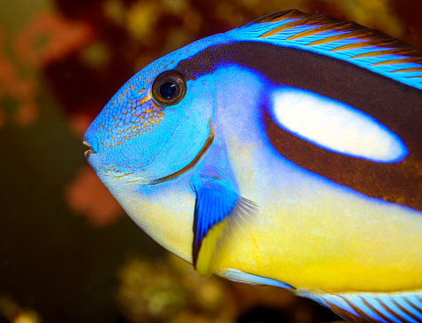 School of sea  fish are swimming to water surface