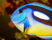 Paracanthurus hepatus .Blue  tang fish
