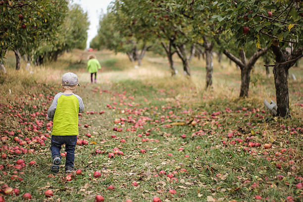 niños en manzanar - apple orchard child apple fruit fotografías e imágenes de stock