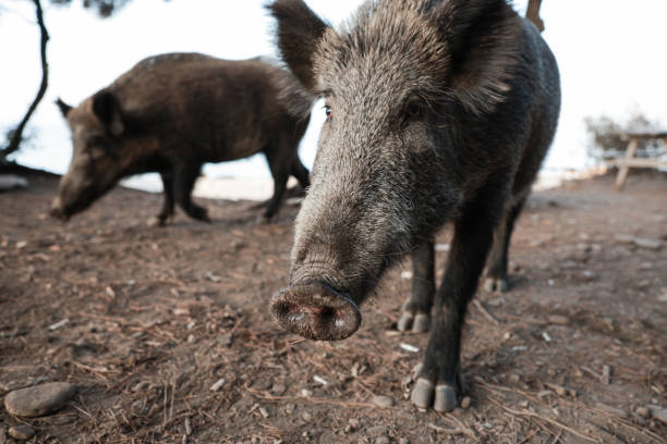 istock Wild boar (Sus scrofa), Eurasian wild pig 1865147254