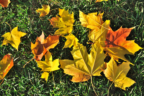 Fallen autumn maple leaves over green grass