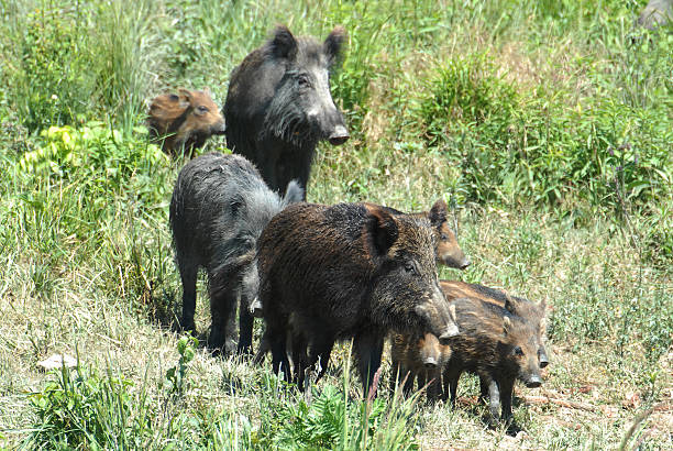 istock Wild boar family 186514944