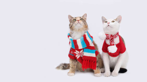 istock Two Cats Santa Claus 1865153354