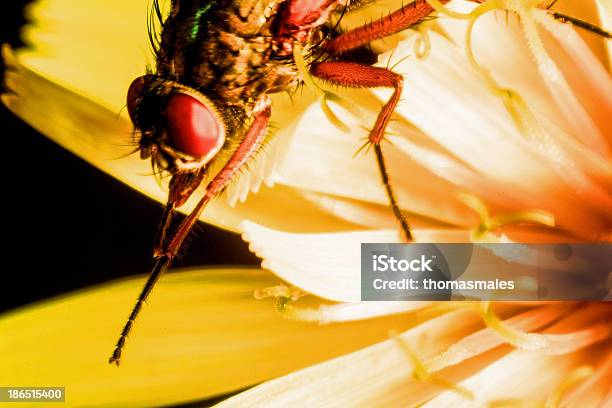 Szczegóły Bzyg Na Żółty Kwiat Makro - zdjęcia stockowe i więcej obrazów Bliski - Bliski, Bliskie zbliżenie, Botanika