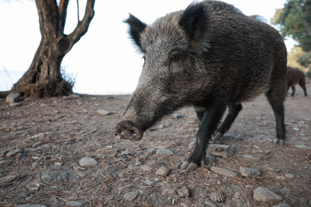 istock Wild boar (Sus scrofa), Eurasian wild pig 1865157560