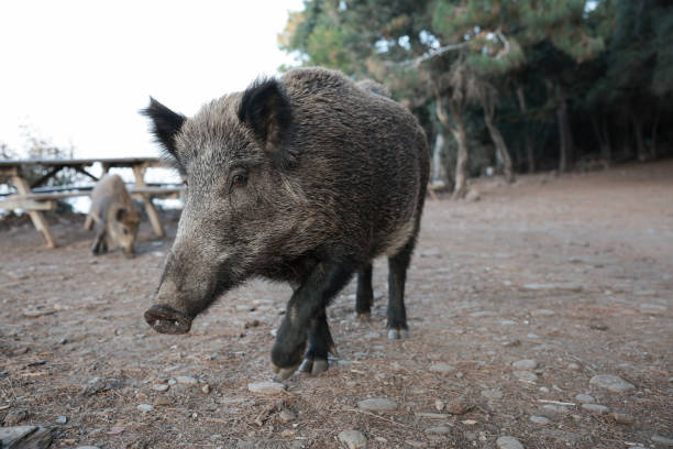 istock Wild boar (Sus scrofa), Eurasian wild pig 1865161300