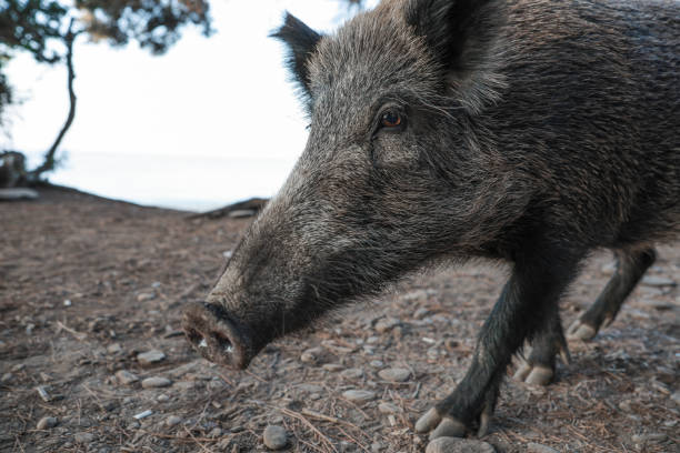 Wild boar male (Sus scrofa) in swamp, natural habitat, springtime.