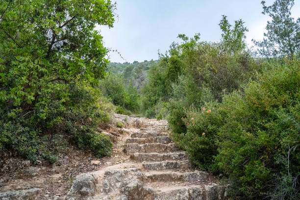 istock A Forest Path in the Judea Mountains, Israel 1865166662