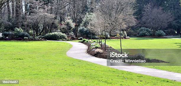 Beautiful Walking Path Stock Photo - Download Image Now - Backgrounds, Footpath, Forest