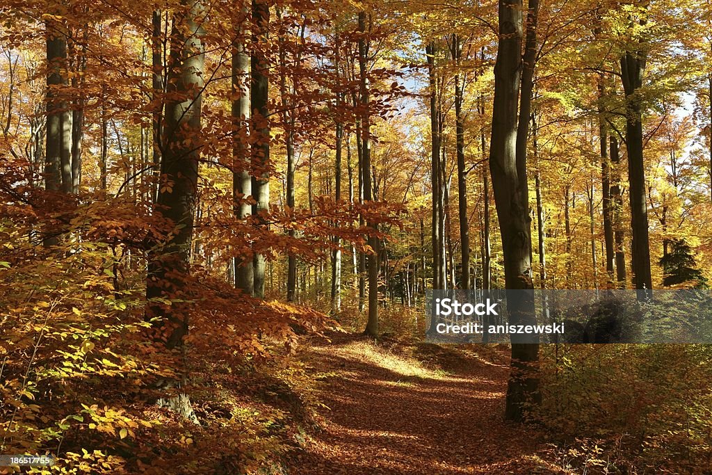 Beech forest in autumn colors Beech forest in red and orange colors of the autumn season. Alder Tree Stock Photo