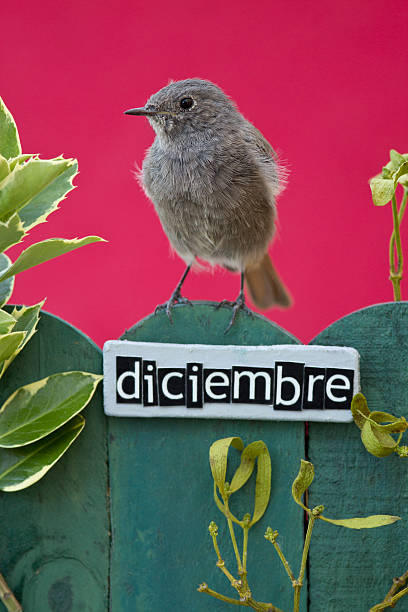 istock Bird perched on a December decorated fence 186518374