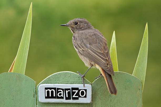 istock Bird perched on a March decorated fence 186518436