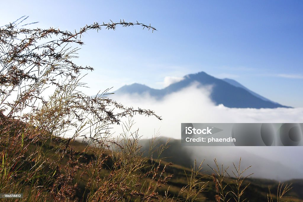 Дикие травы на большой высоте - Стоковые фото Альпинизм роялти-фри