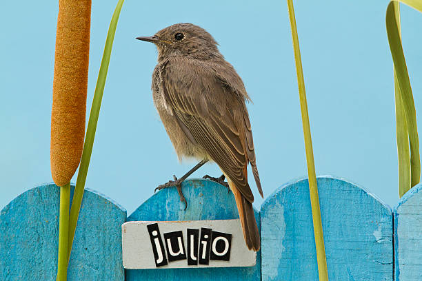 istock Bird perched on a July decorated fence 186518861