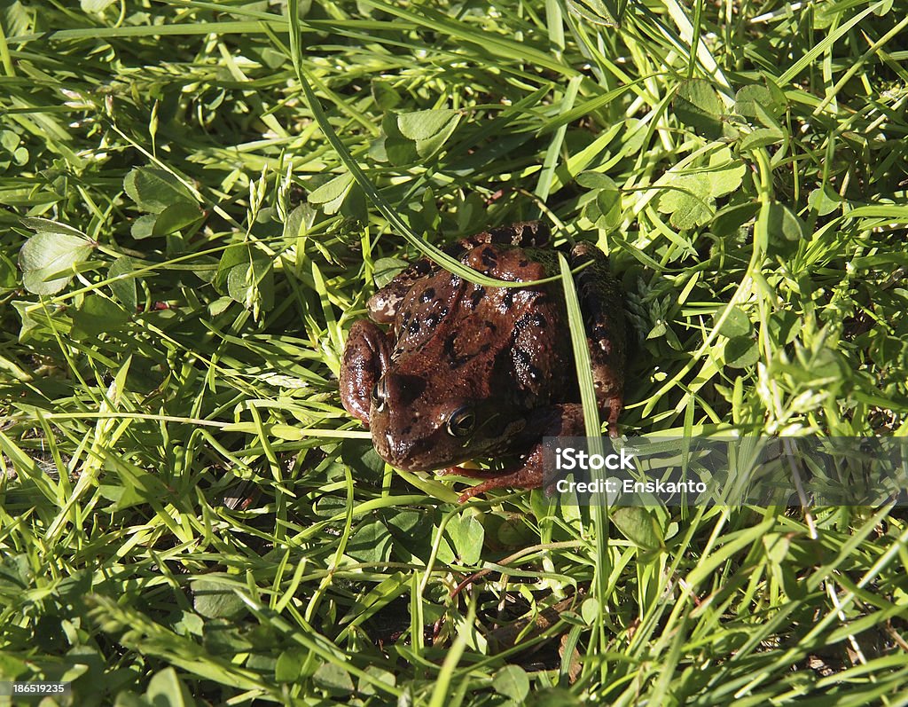 frog Amphibian Stock Photo