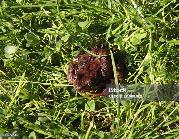 Frog Stock Photo - Download Image Now - Amphibian, Animal, Animal Body Part
