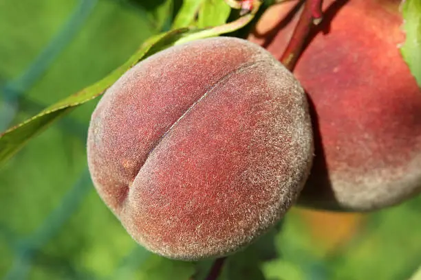Organic peaches hanging on a peachtree in summer