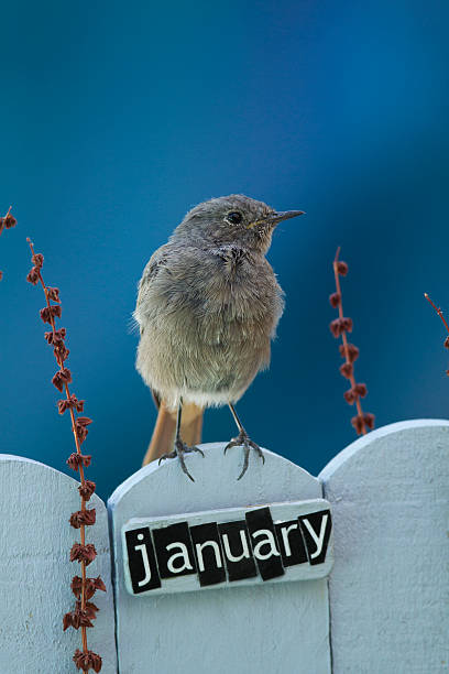 istock Bird perched on a January decorated fence 186519455