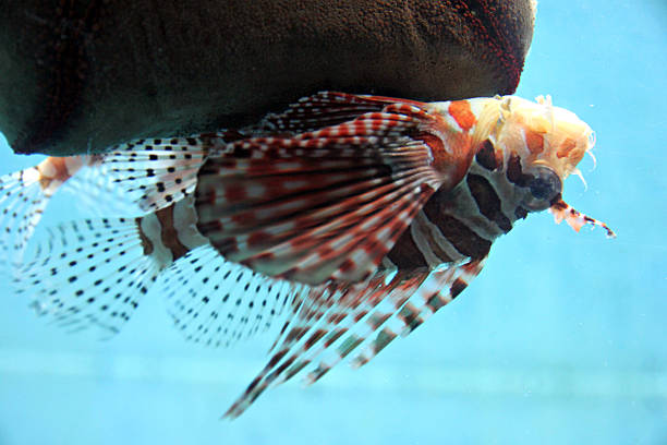 Lion-fish in aquarium.
