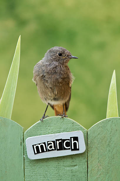 istock Bird perched on a March decorated fence 186519458