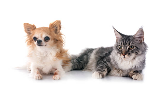 istock maine coon kitten and chihuahua 1865221851