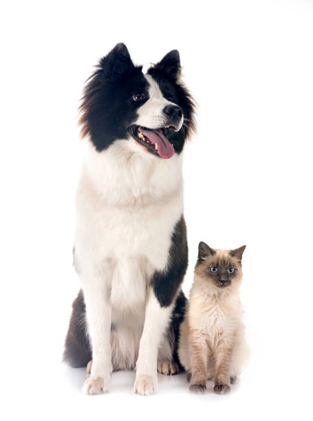 istock young Yakutian Laika and siamese cat 1865221871