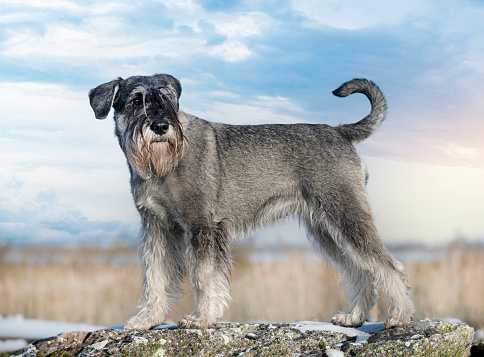 Standard Schnauzer staying in the nature in winter
