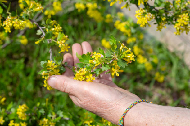 istock A gardener examines flowering currant branches in early spring 1865222914