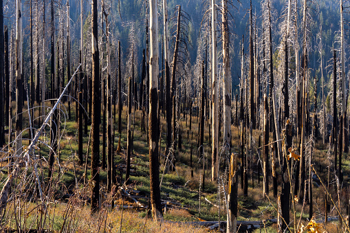 Landscape view and ecosystems recover from burnt forest of Yosemite national park, Yosemite vallet, CA, USA