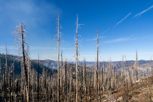 Landscape view and ecosystems recover from burnt forest of Yosemite national park, Yosemite vallet, CA, USA