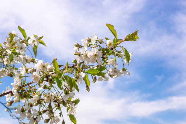 istock Blooming cherry branch against the blue sky in spring. Floral background 1865222943