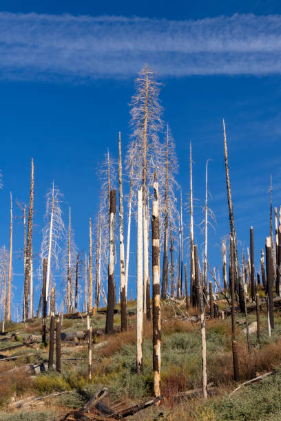 istock Burnt forest in Yosemite valley 1865222956