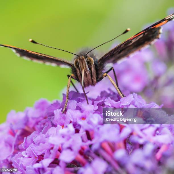 Puro Néctar - Fotografias de stock e mais imagens de Animal - Animal, Arbusto, Borboleta