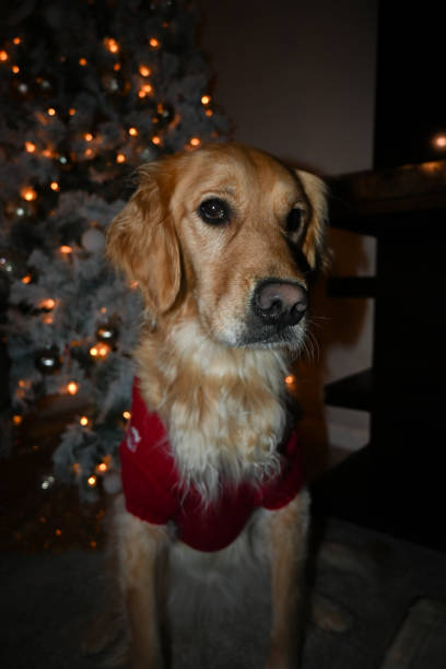 istock Golden Retriever Christmas 1865233537