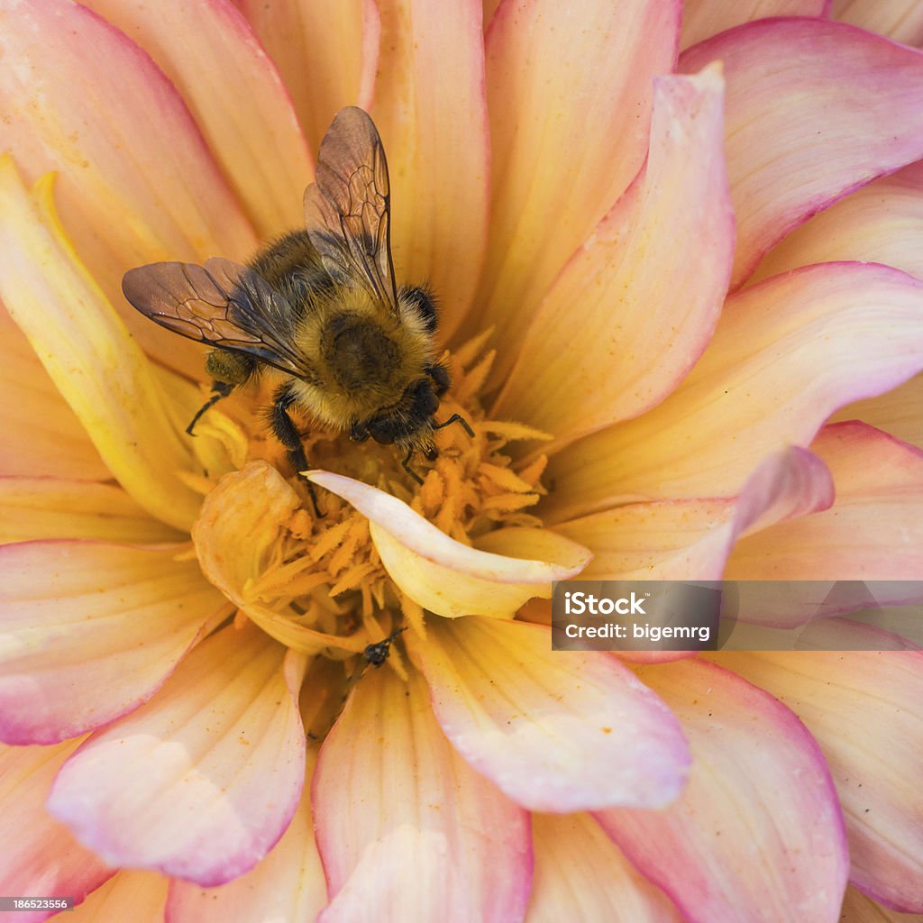 Täglich Dahlia Kollektion - Lizenzfrei Biene Stock-Foto