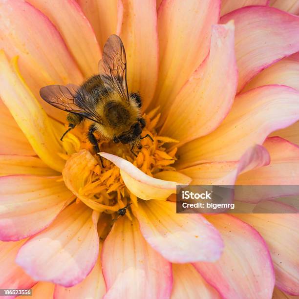 Täglich Dahlia Kollektion Stockfoto und mehr Bilder von Biene - Biene, Blume, Blüte