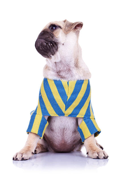 istock mops puppy dog with head turned 186523769