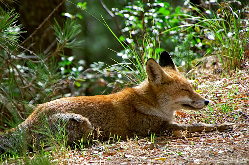 Common or red fox in the Cazorla, Segura and Las Villas natural park.