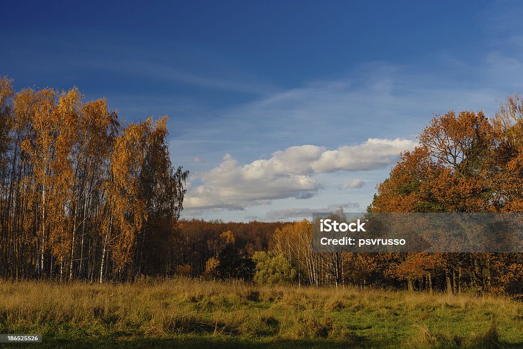 Autumn landscape Autumn landscape with golden trees and bushes Autumn Stock Photo
