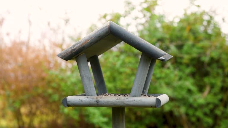 Bird feeder in garden