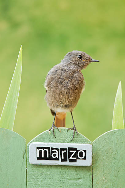 istock Bird perched on a March decorated fence 186526311