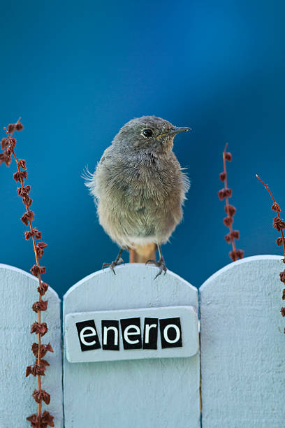 istock Bird perched on a January decorated fence 186526379